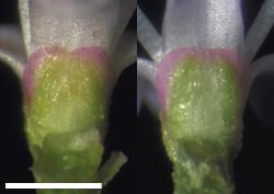 Veronica cupressoides. Calyx showing fused anterior lobes (left) and fused posterior lobes (right). Scale = 1 mm.
 Image: W.M. Malcolm © Te Papa CC-BY-NC 3.0 NZ